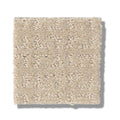 TRANSFORM 100% SD PET Polyester Carpet 12 ft. x Custom Length