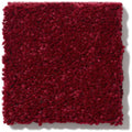 NEWBERN CLASSIC 12' 100% Pet Polyester Carpet 12 ft. x Custom Length R2X® Built-in Stain & Soil Protection