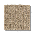 STAY FIT 100% SD PET Polyester Carpet 12 ft. x Custom Length