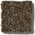 OF COURSE WE CAN I 12' 100% Pet Polyester Carpet 12 ft. x Custom Length R2X® Built-in Stain & Soil Protection